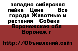 западно сибирская лайка › Цена ­ 0 - Все города Животные и растения » Собаки   . Воронежская обл.,Воронеж г.